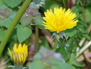 Can My Rabbit Eat Dandelion Flowers