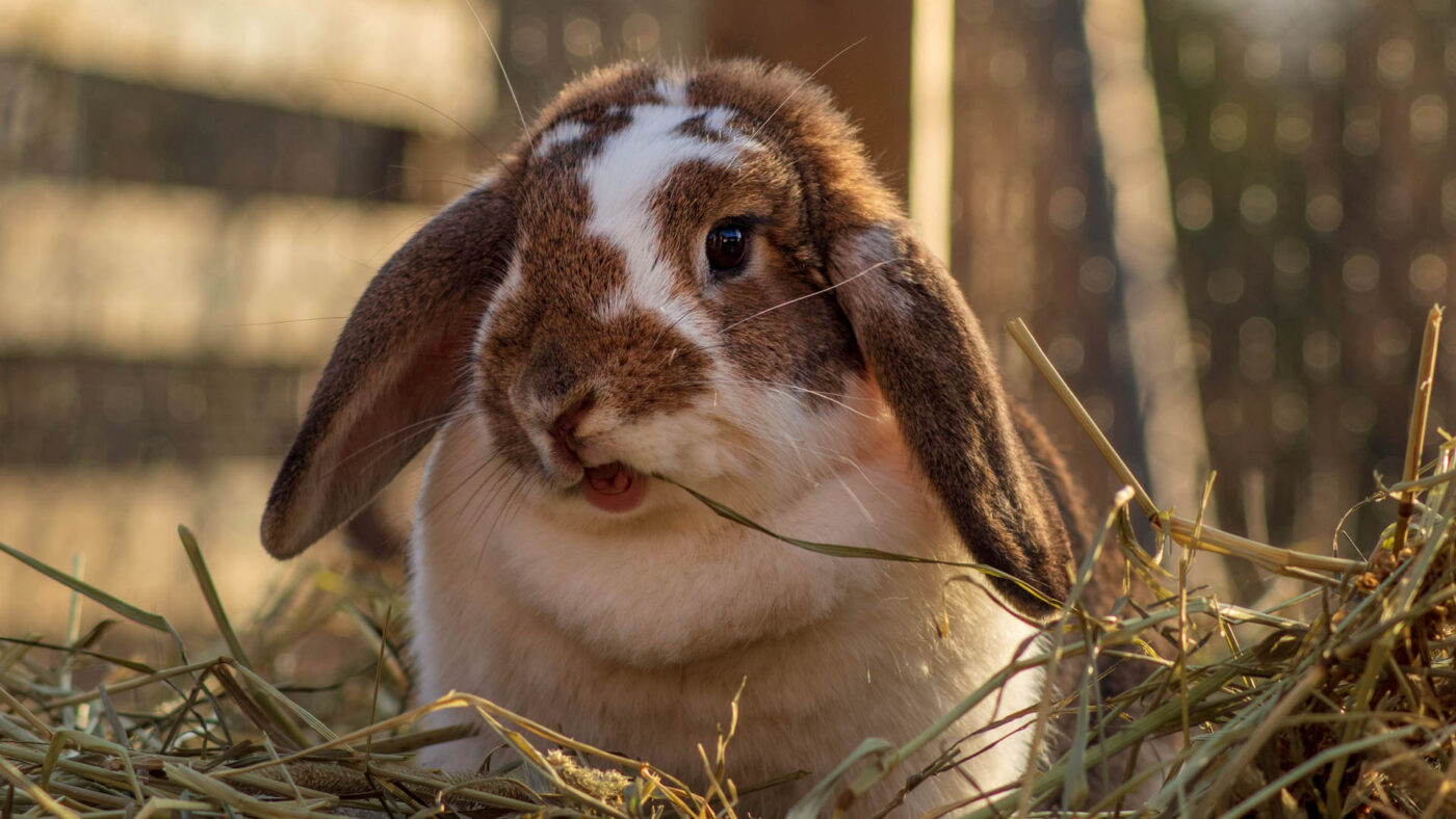 Can My Rabbit Eat Grass