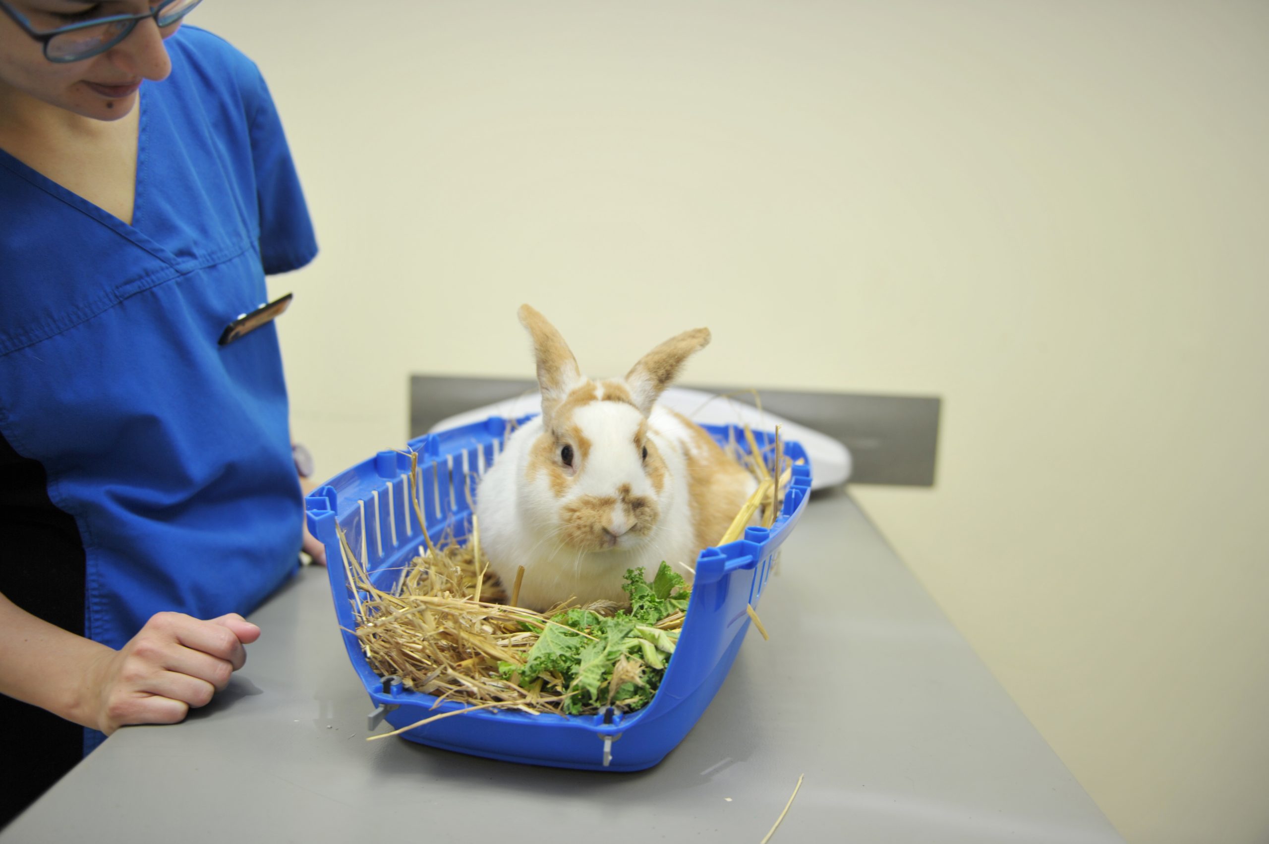 Can My Rabbit Eat Horse Hay