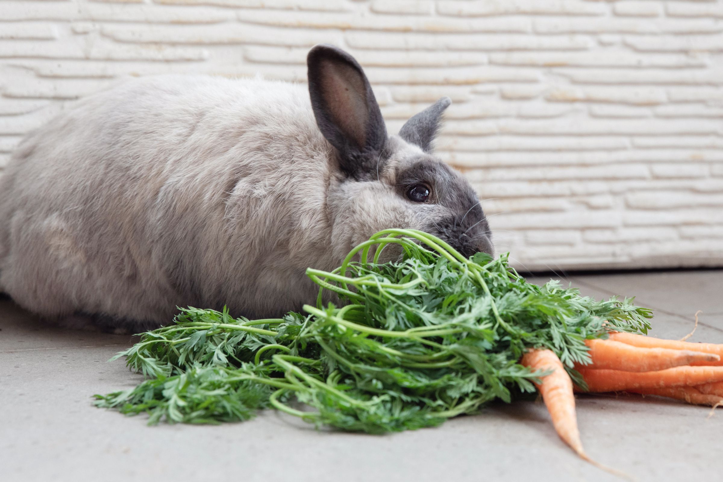 Can My Rabbit Eat Leaves