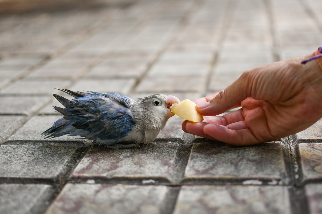 Can Parrots Eat Apples