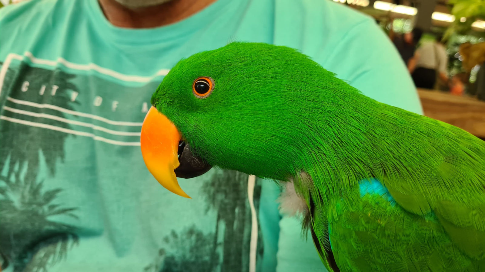 Can Parrots Eat Artichokes