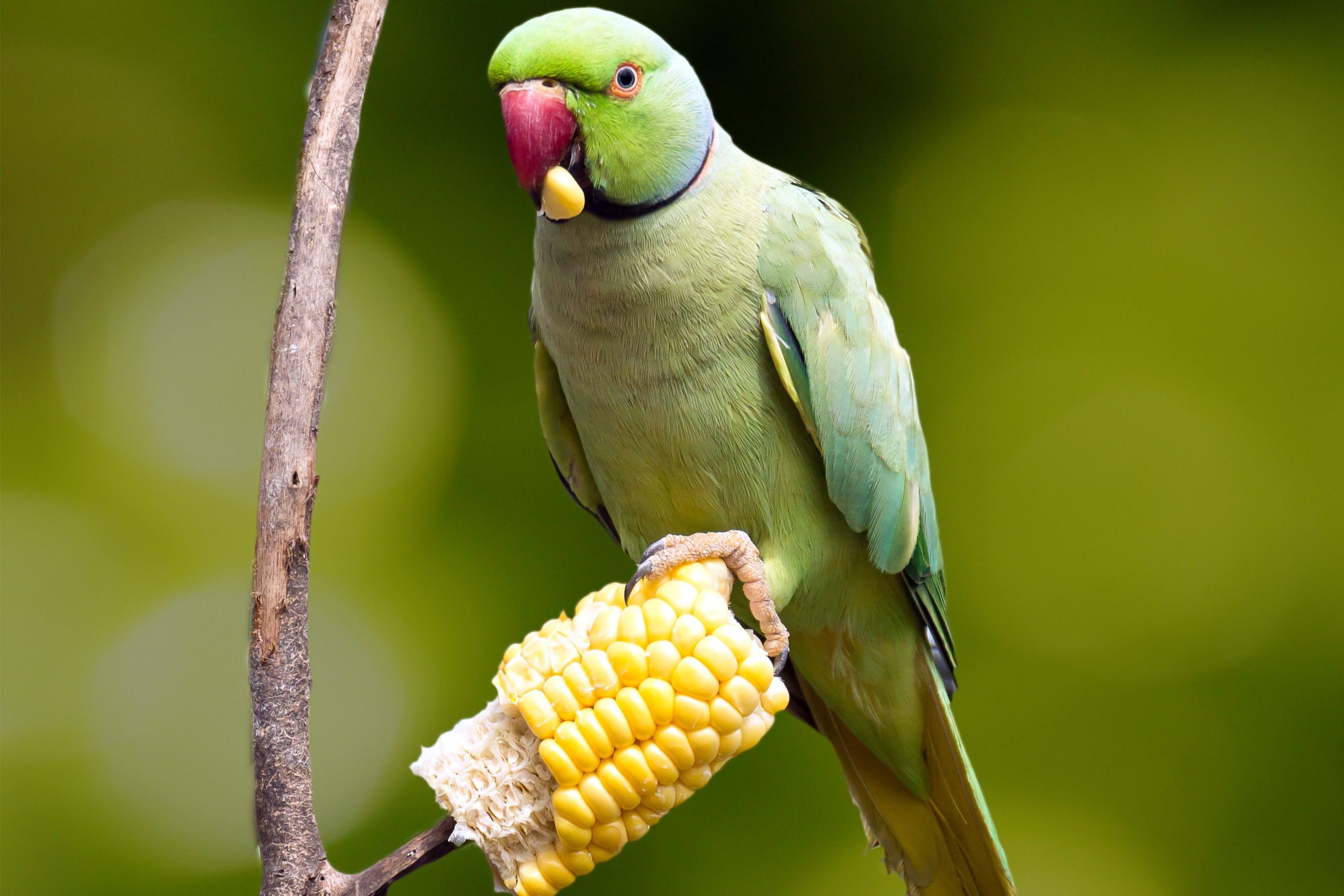 Can Parrots Eat Baby Food