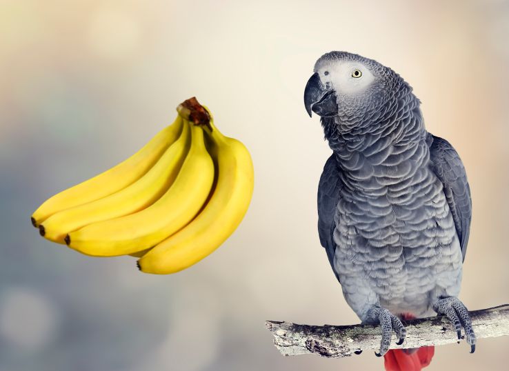 Can Parrots Eat Bananas