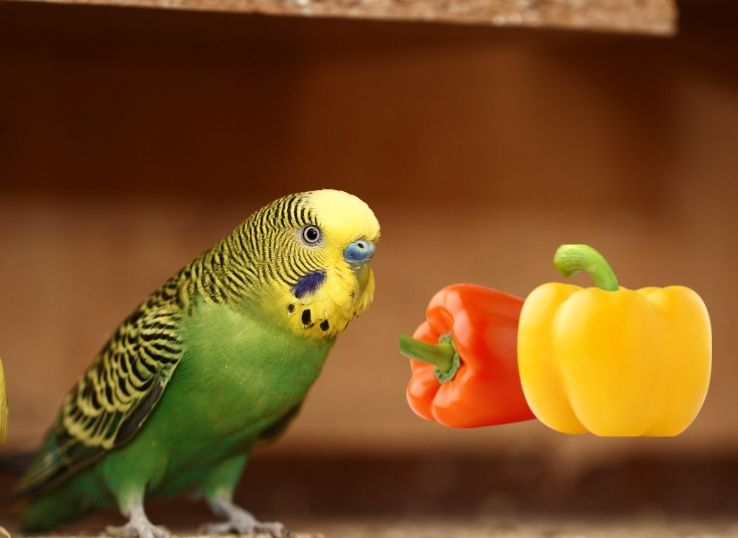 Can Parrots Eat Bell Peppers