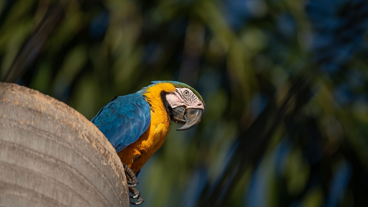 Can Parrots Eat Brazil Nuts