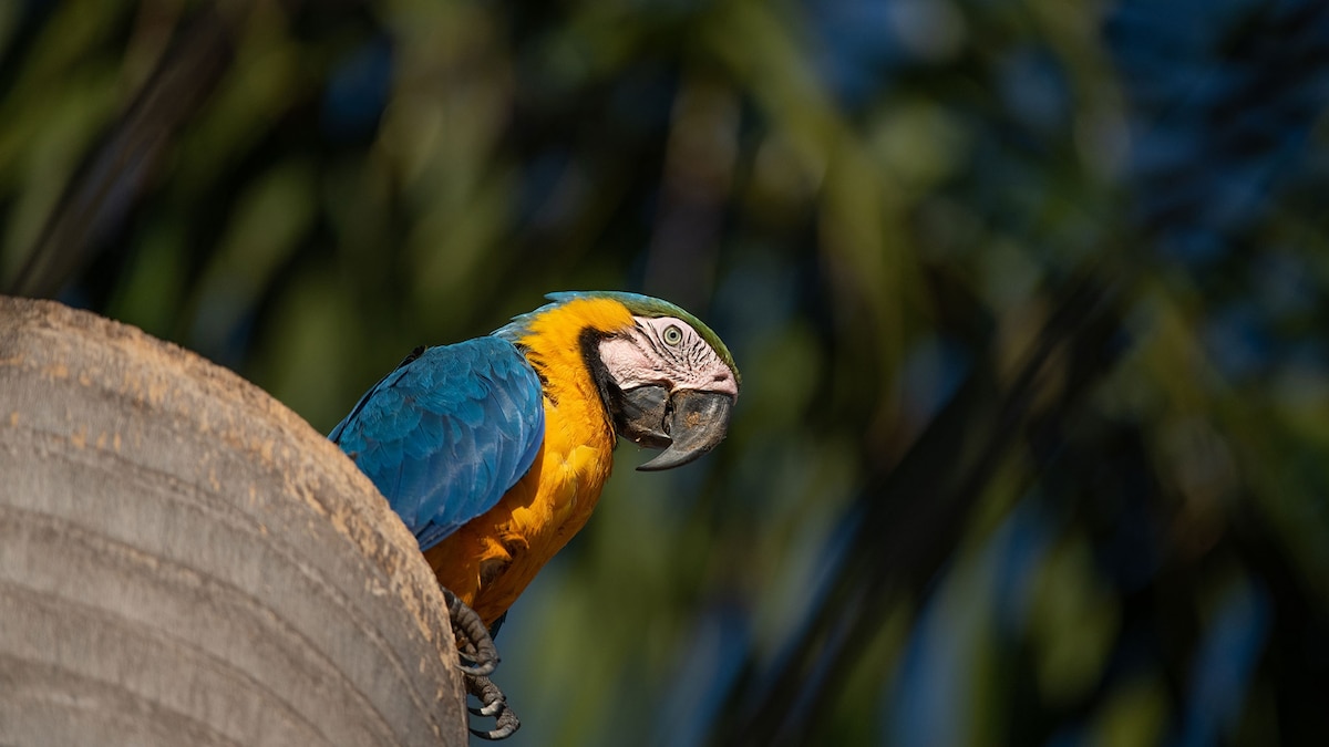 can-parrots-eat-brazil-nuts-surprising-facts-uncovered-vet-advises