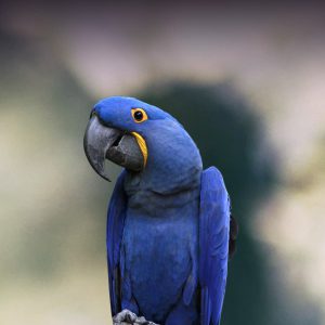 Can Parrots Eat Cake
