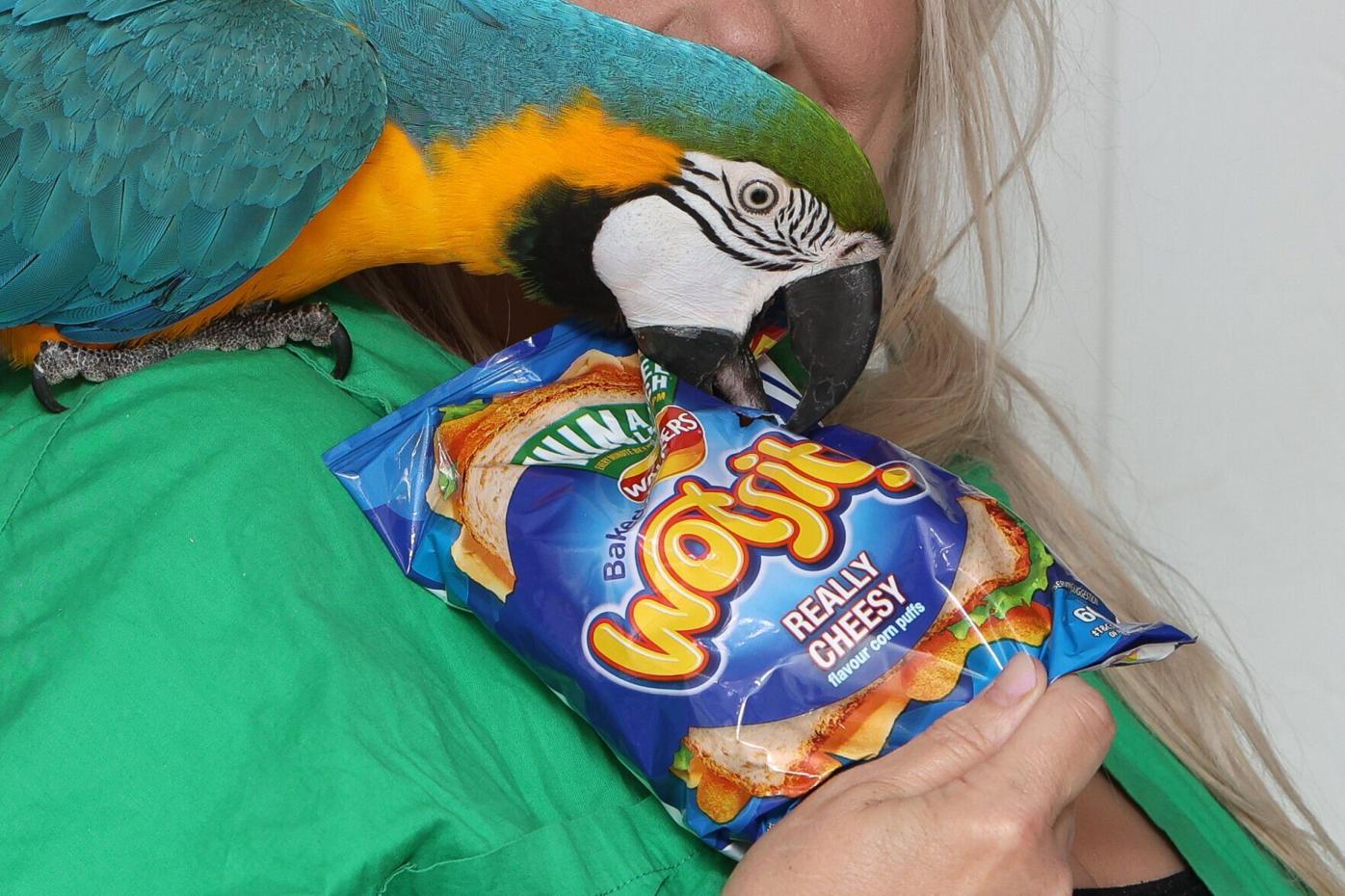 Can Parrots Eat Cheetos