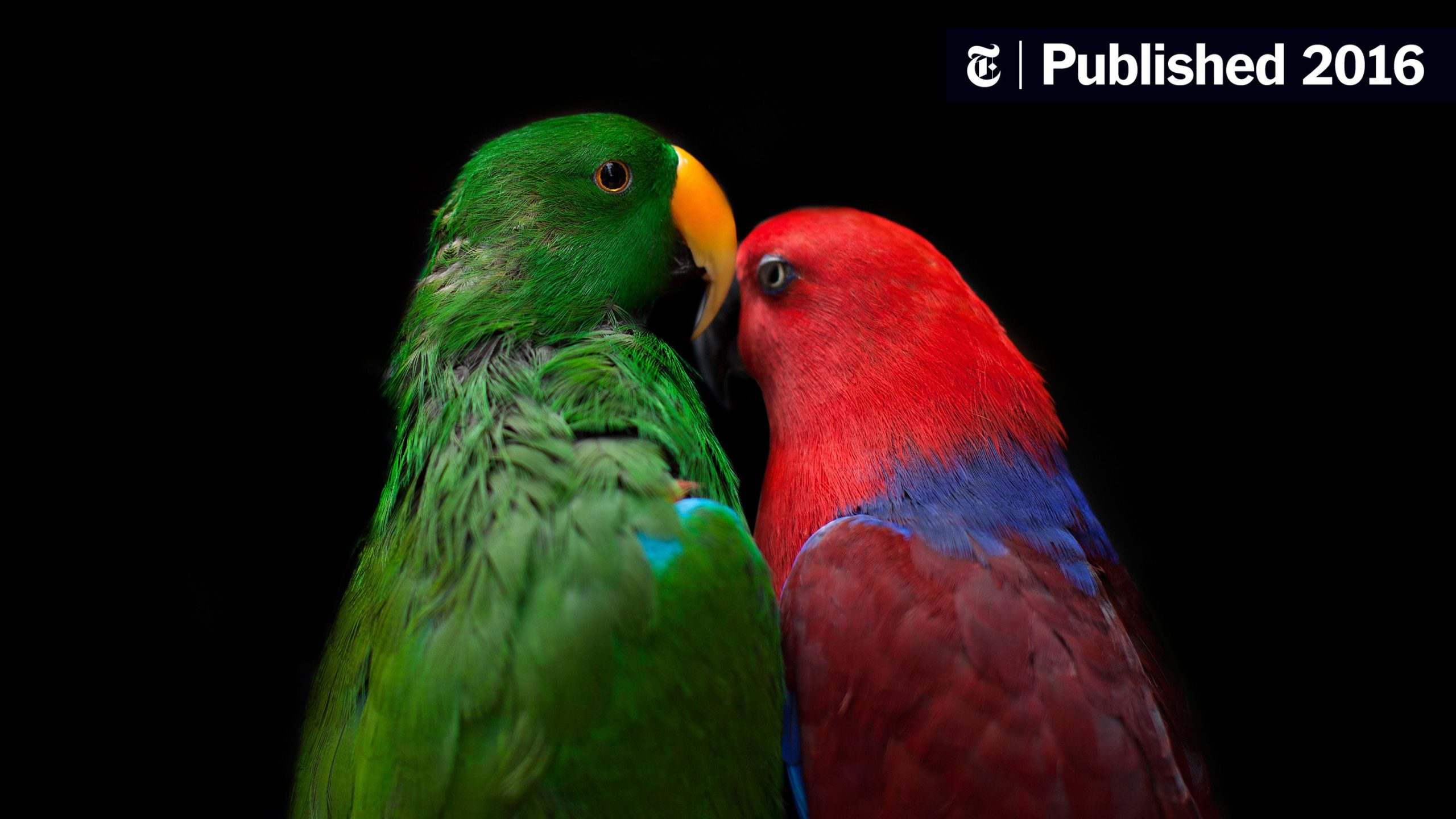 Can Parrots Eat Chicken
