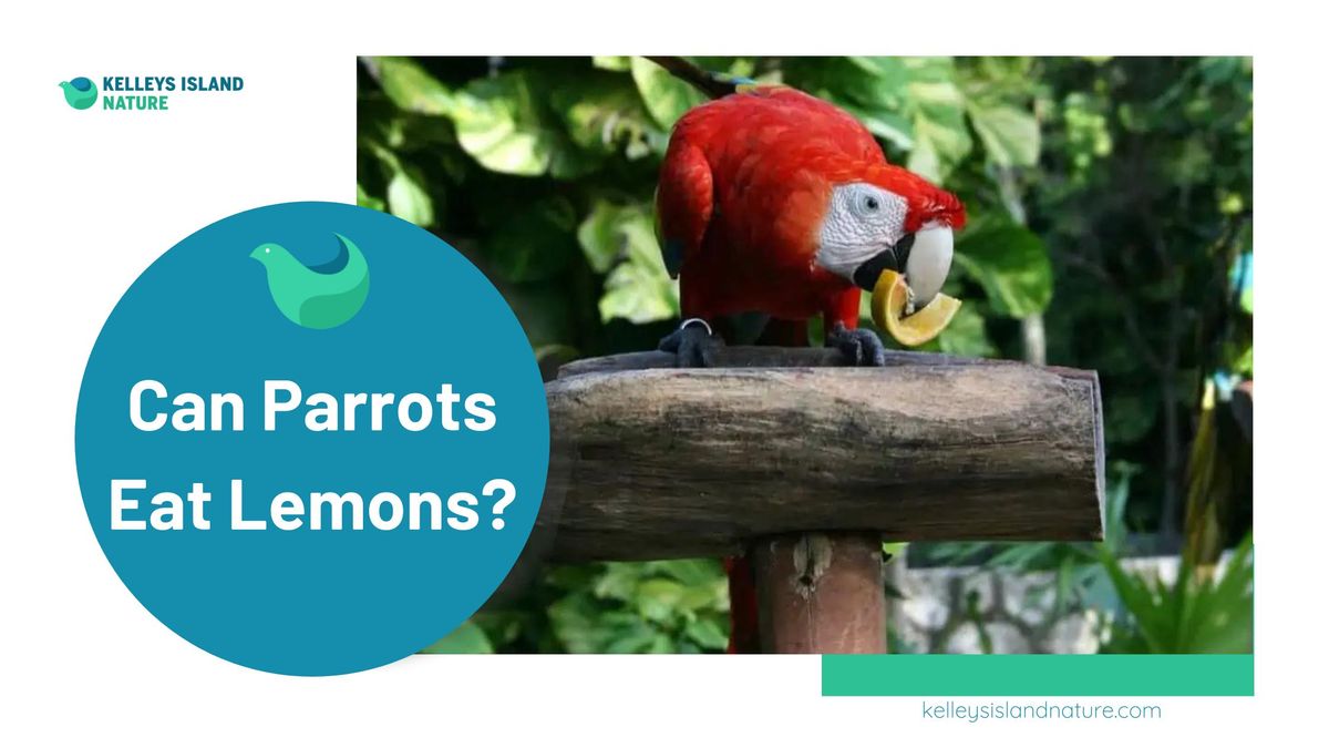 Can Parrots Eat Clementines