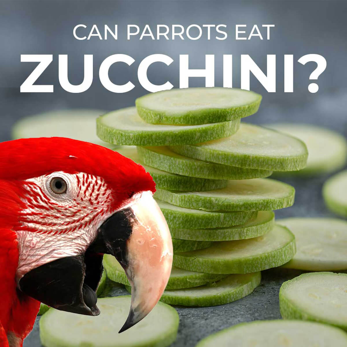 Can Parrots Eat Courgette