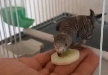 Can Parrots Eat Cucumber