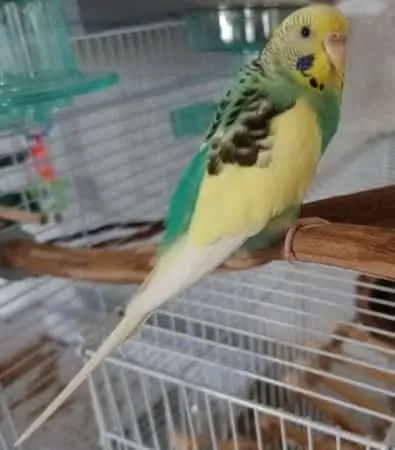 Can Parrots Eat Cucumbers
