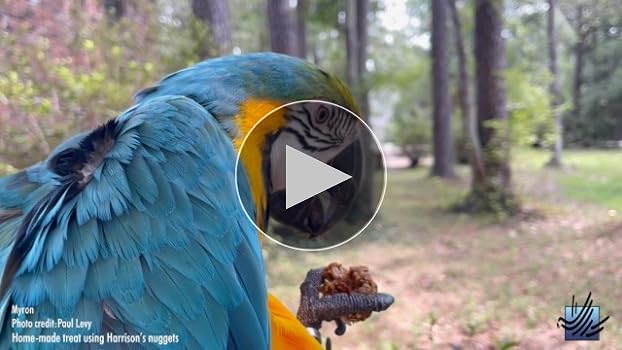 Can Parrots Eat Granola