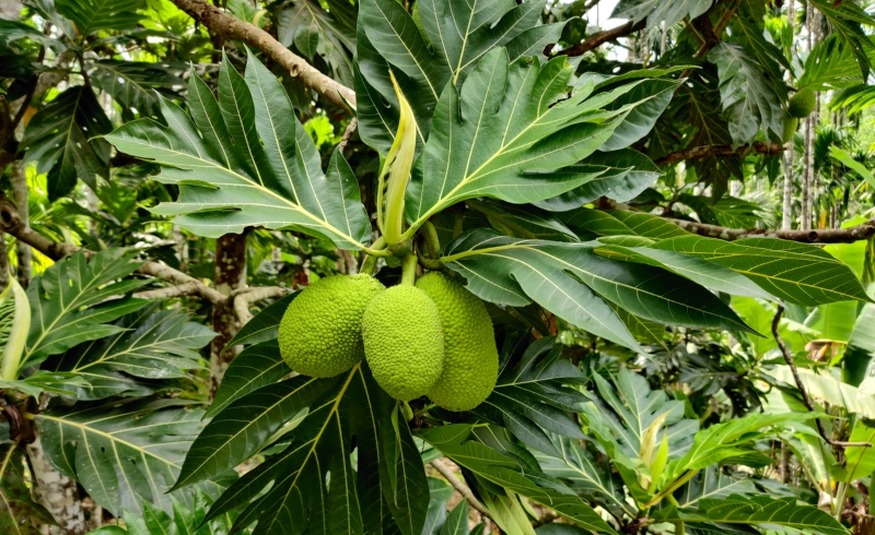 Can Parrots Eat Jackfruit