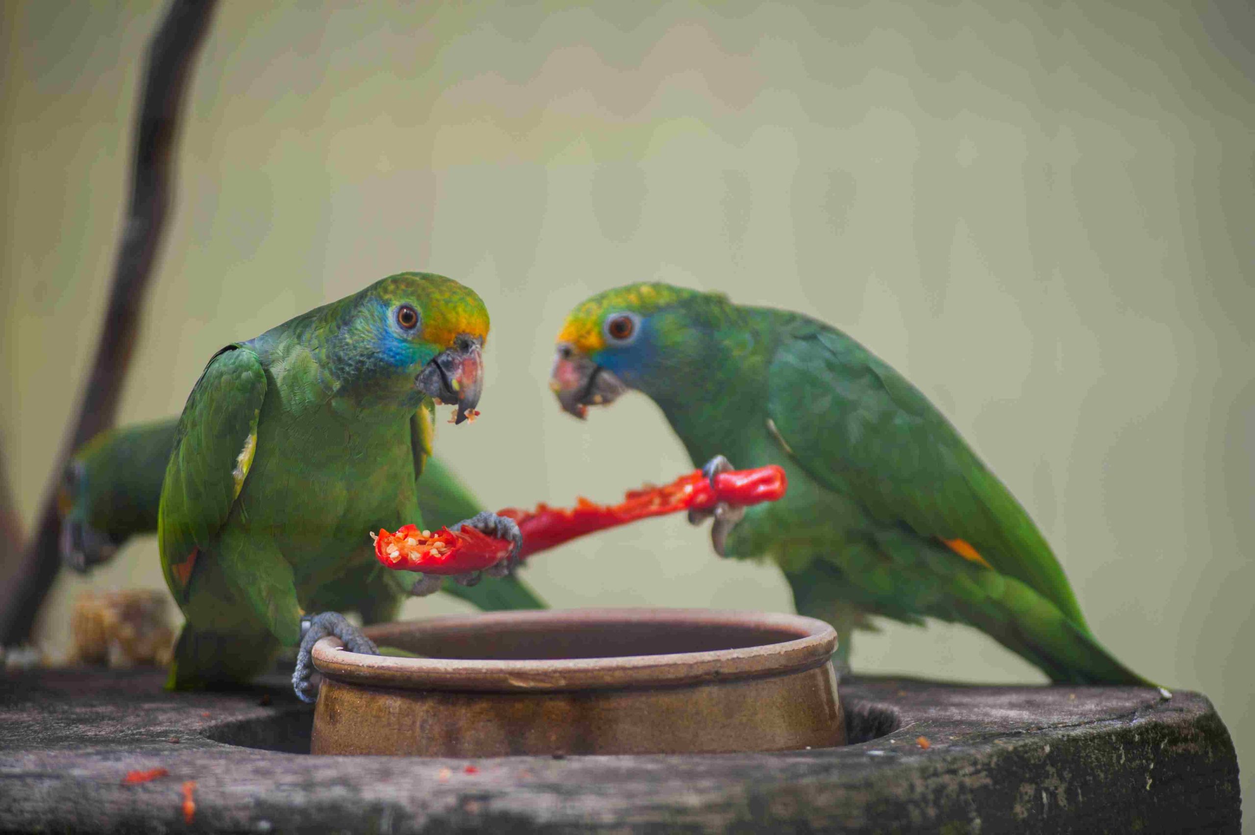 Can Parrots Eat Jalapenos