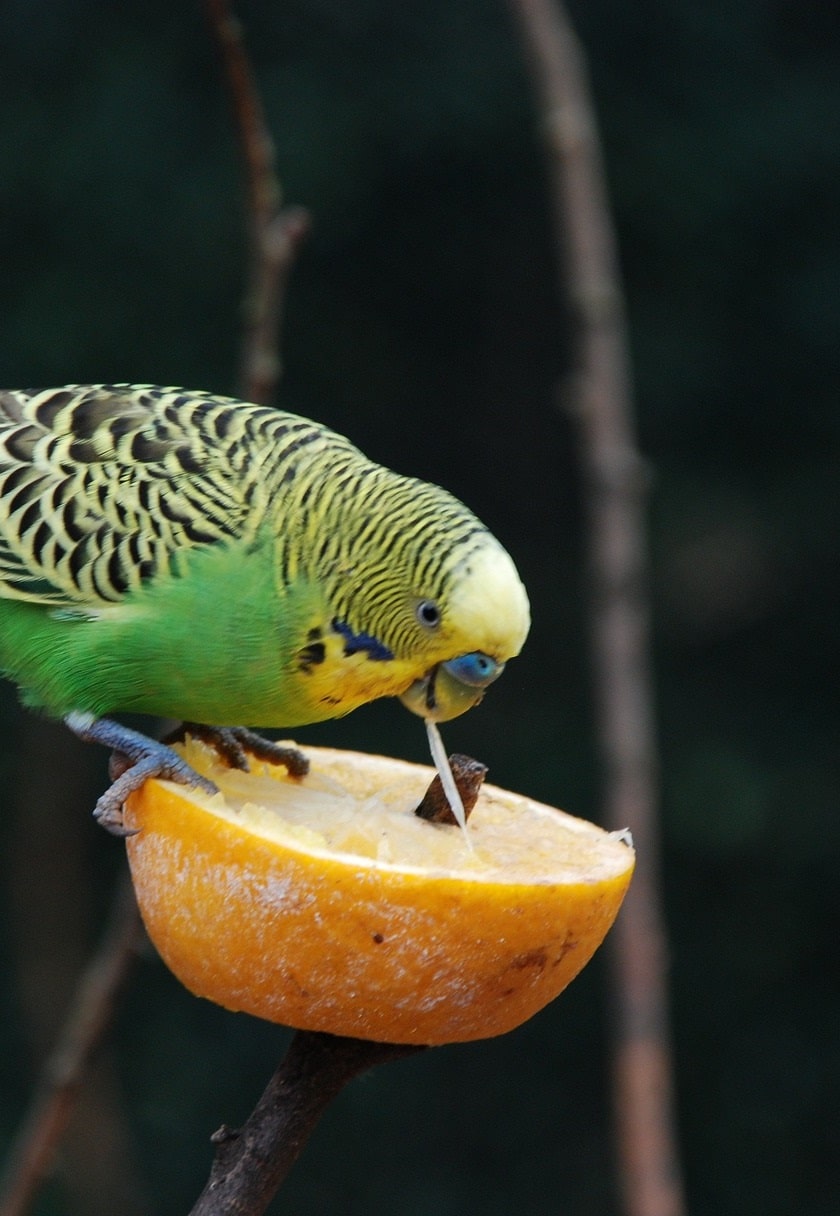 Can Parrots Eat Jicama