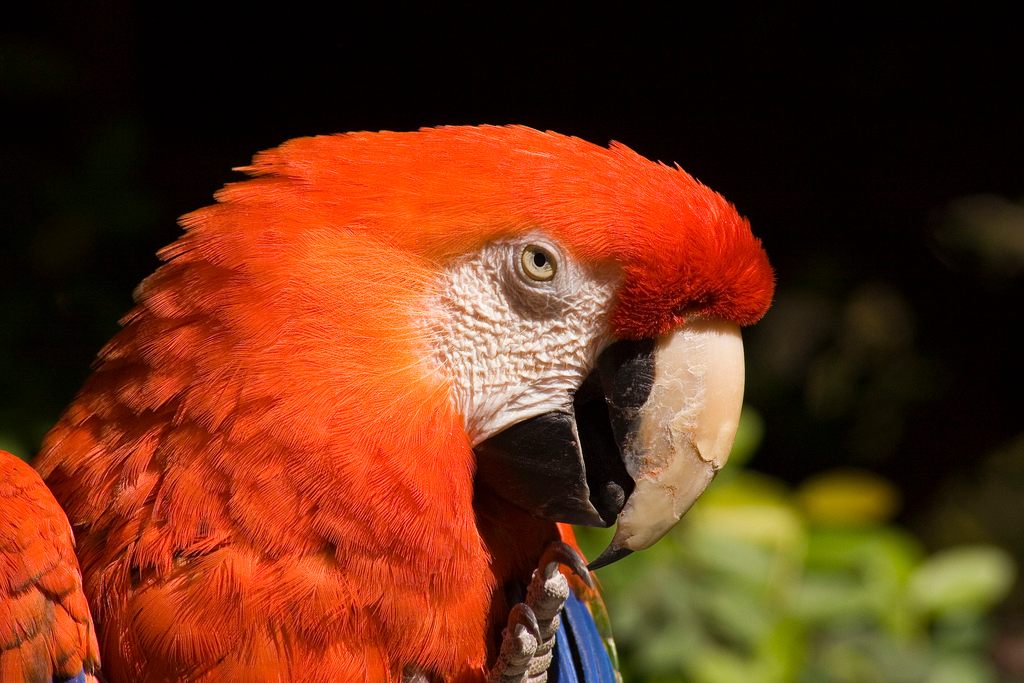 Can Parrots Eat Kidney Beans