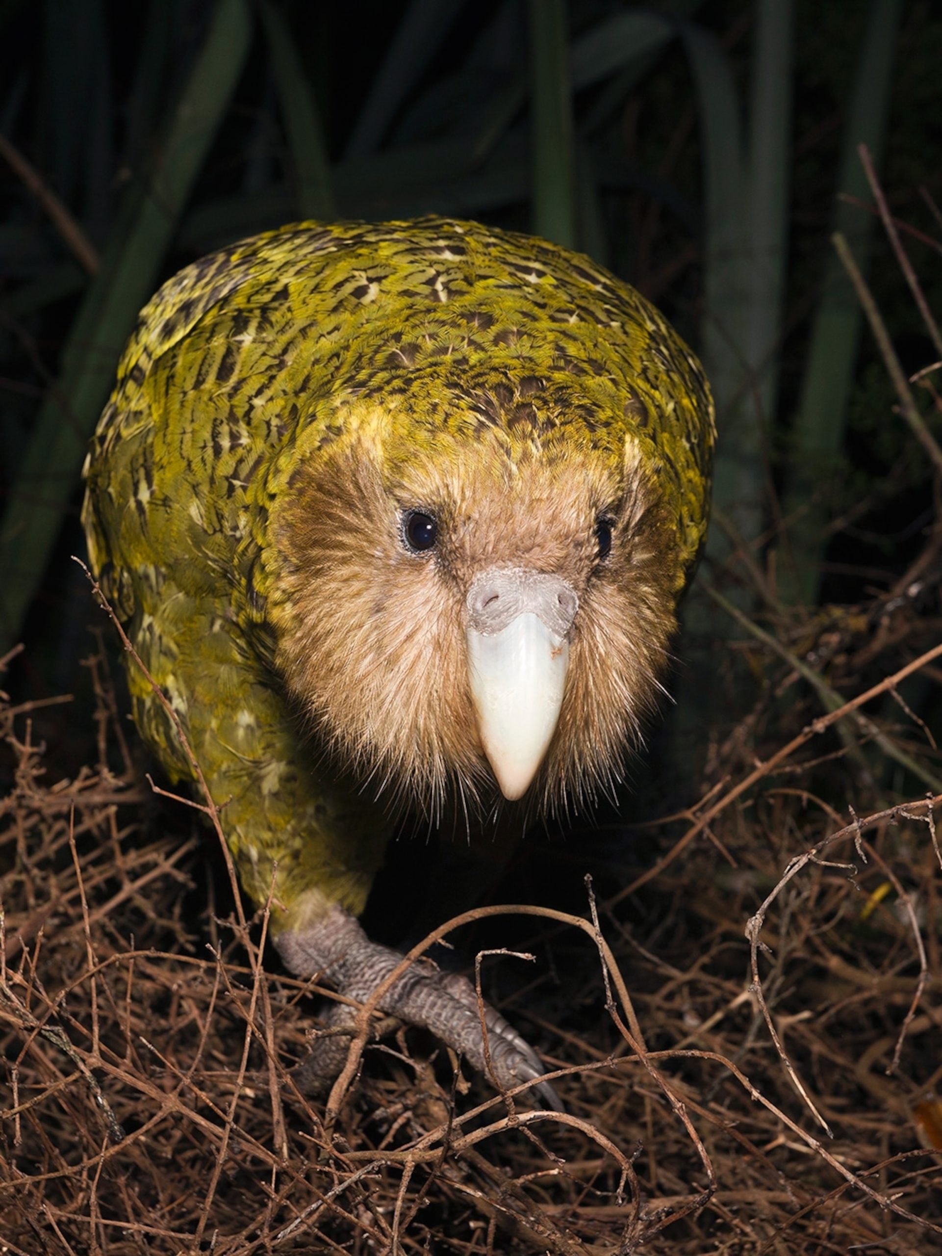 Can Parrots Eat Kiwi