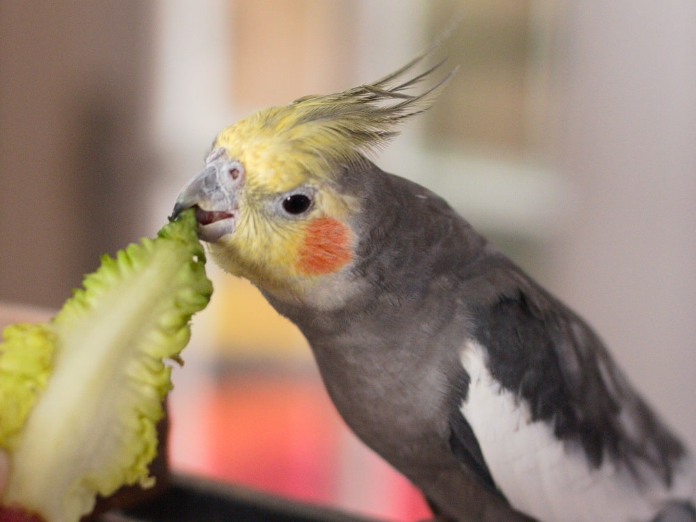 Can Parrots Eat Leeks