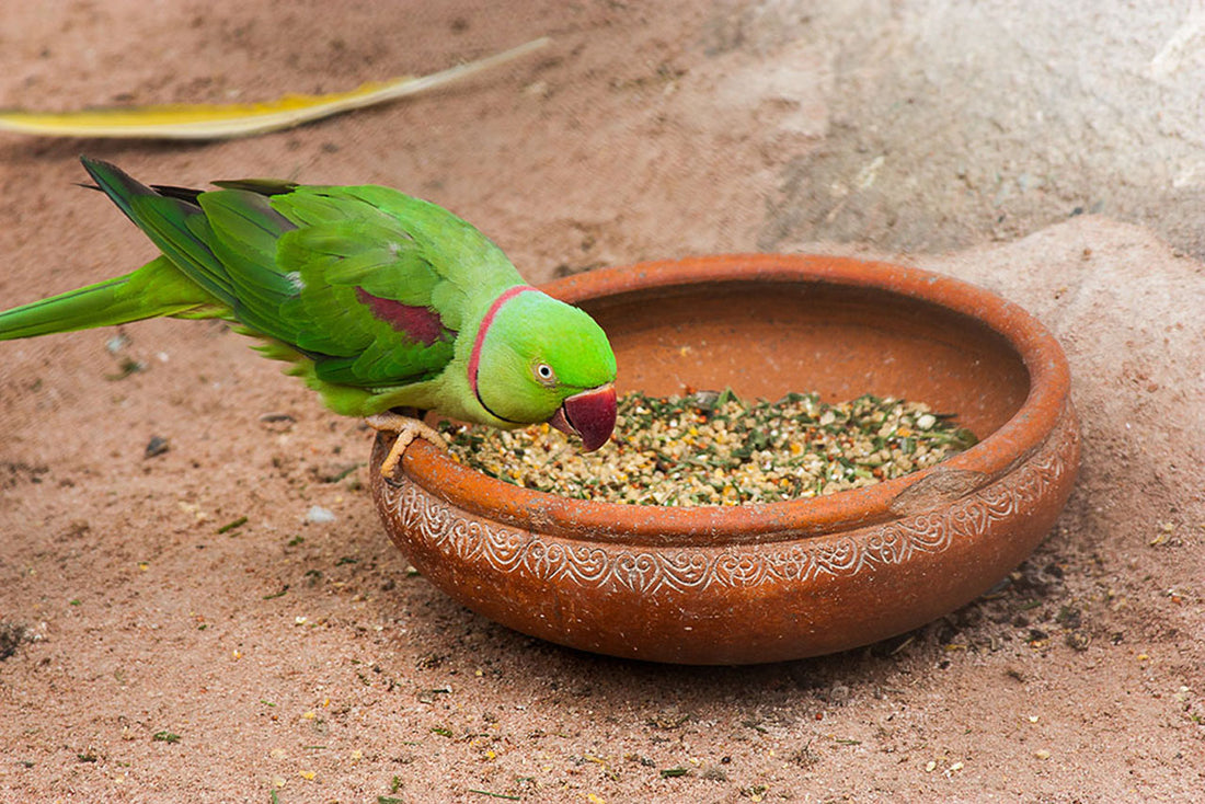 Can Parrots Eat Lychees