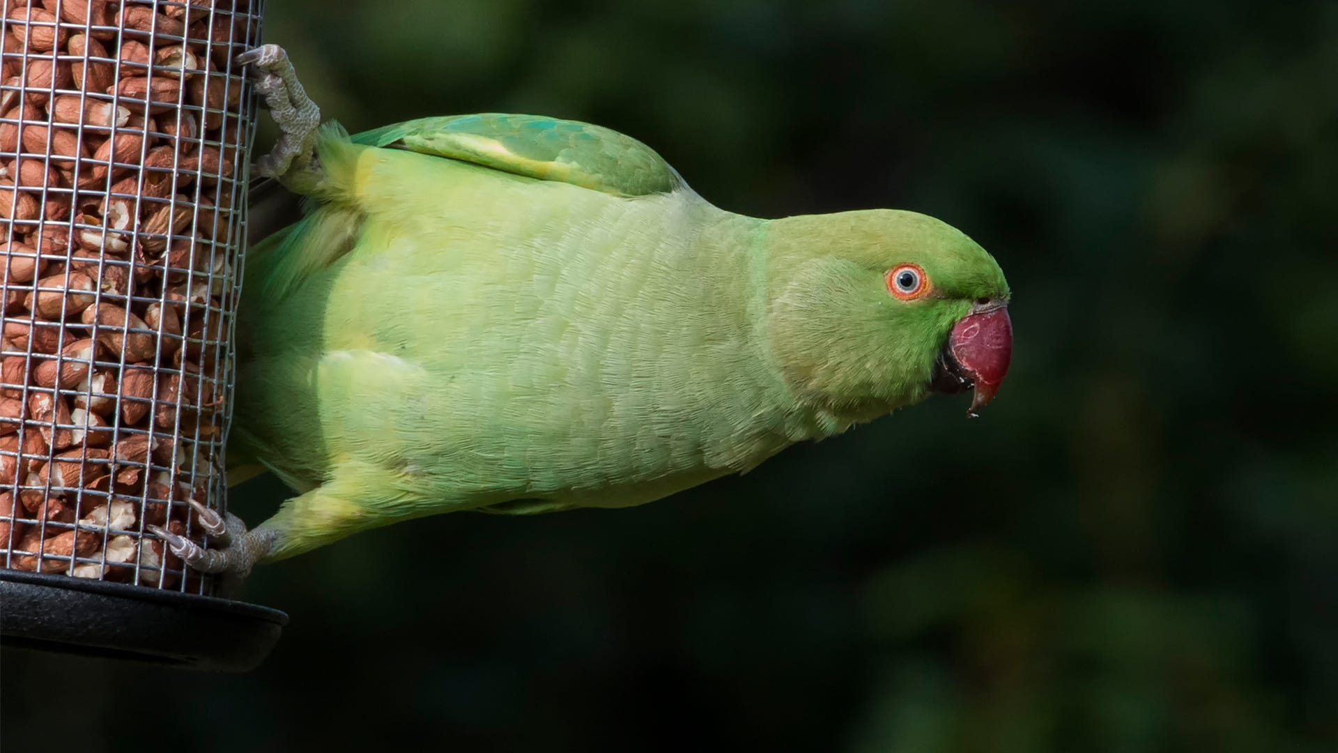 Can Parrots Eat Nectarines