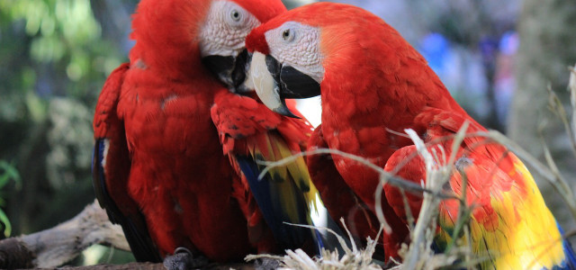Can Parrots Eat Onions