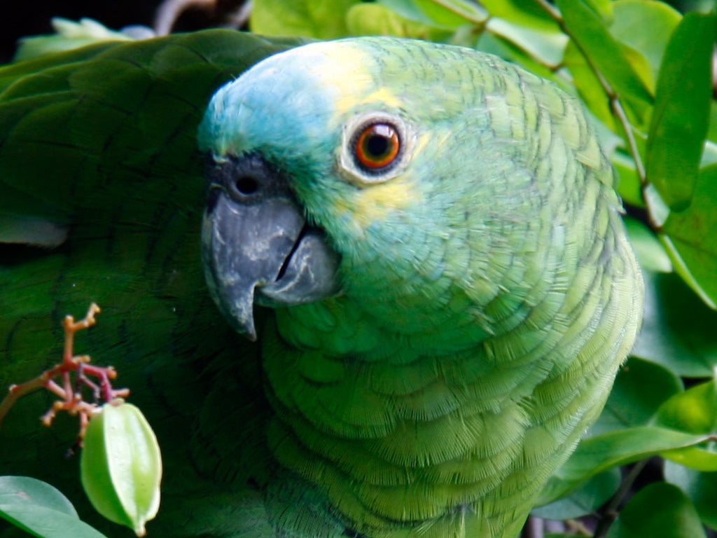 Can Parrots Eat Peaches