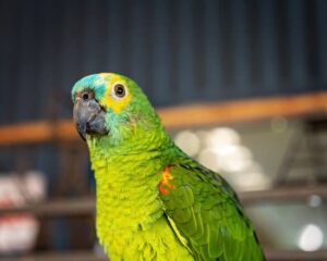 Can Parrots Eat Peanut Butter