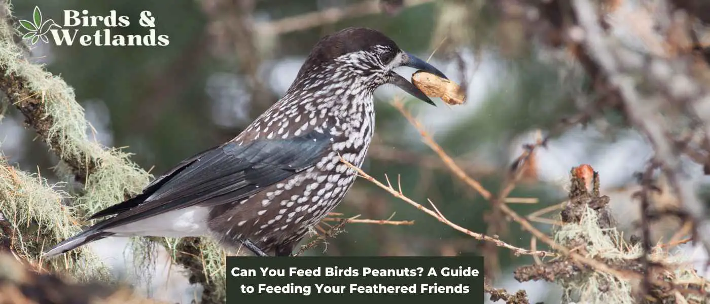 Can Parrots Eat Peanuts