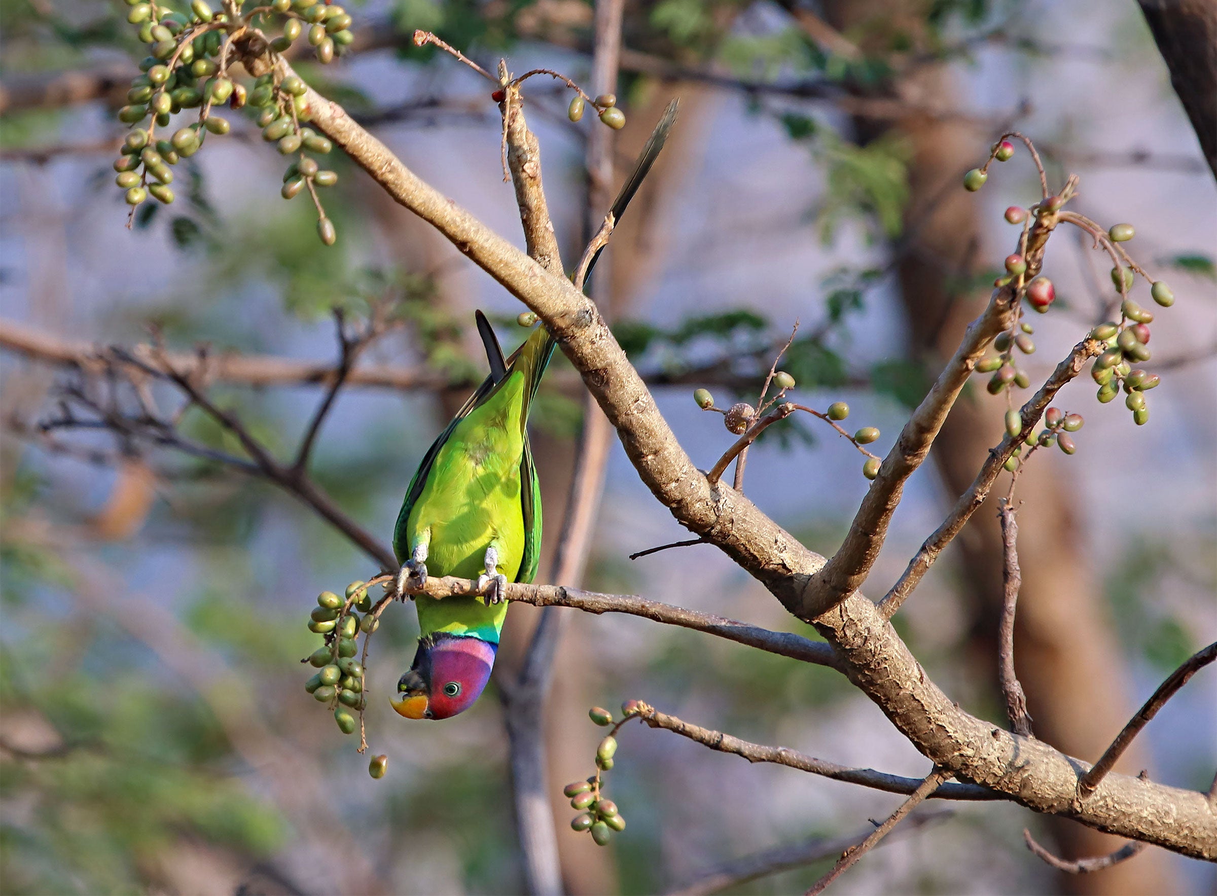 Can Parrots Eat Plums