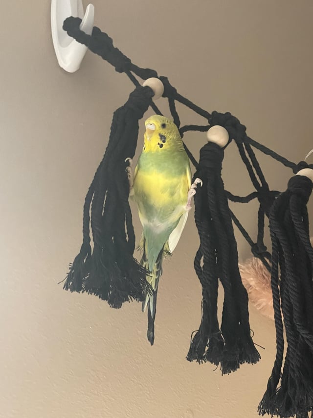 Can Parrots Eat Pomelo