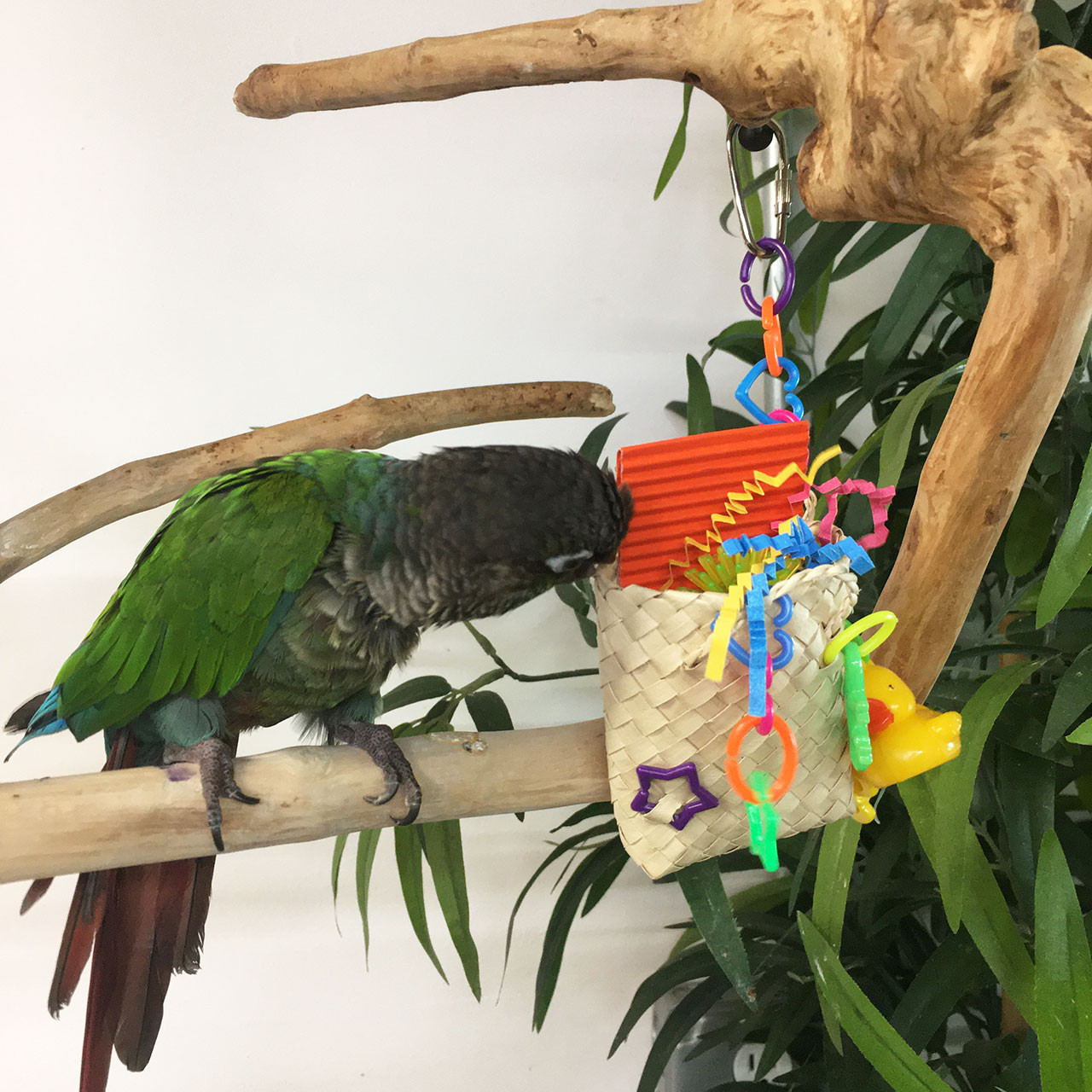Can Parrots Eat Potatoes