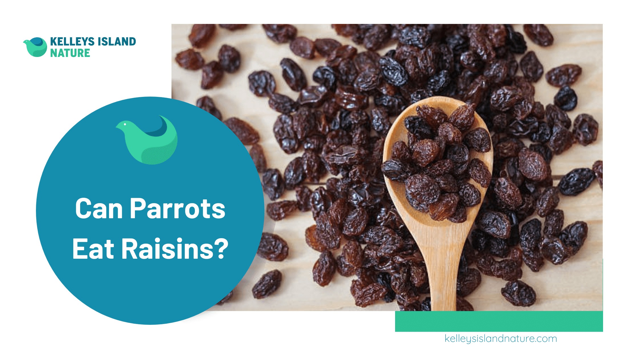 Can Parrots Eat Raisins