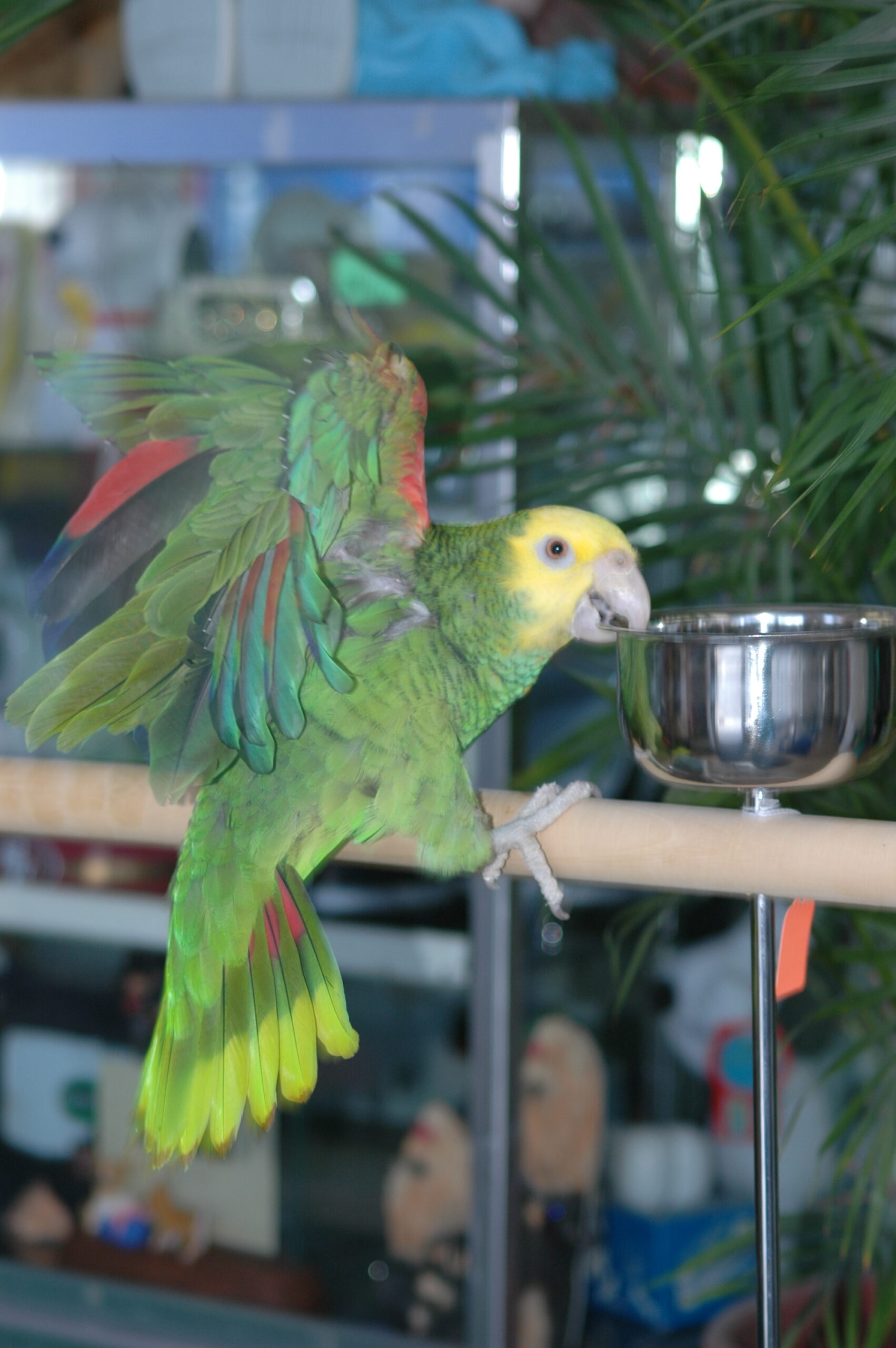 Can Parrots Eat Soybeans