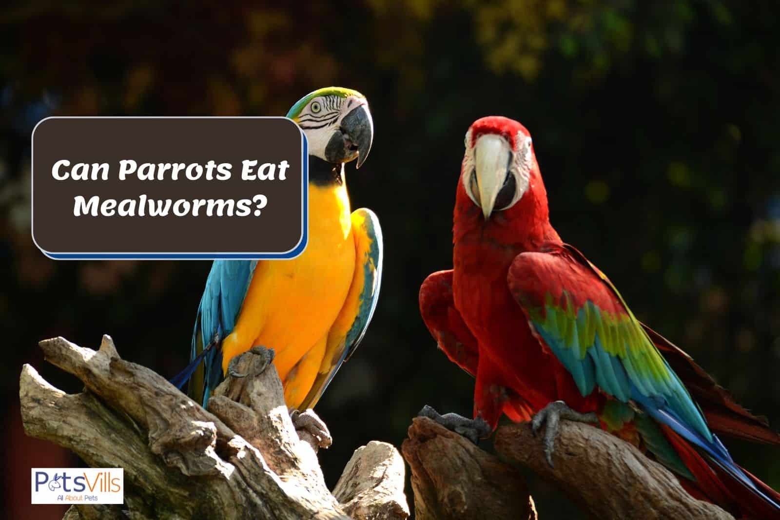 Can Parrots Eat Spinach