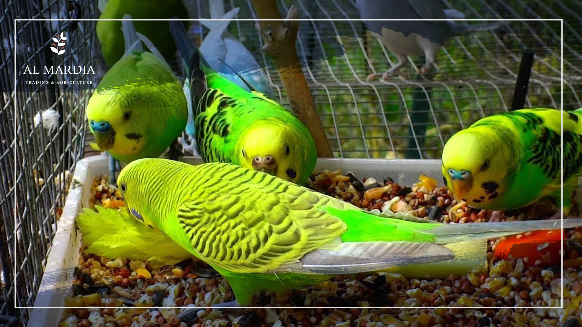 Can Parrots Eat Squash