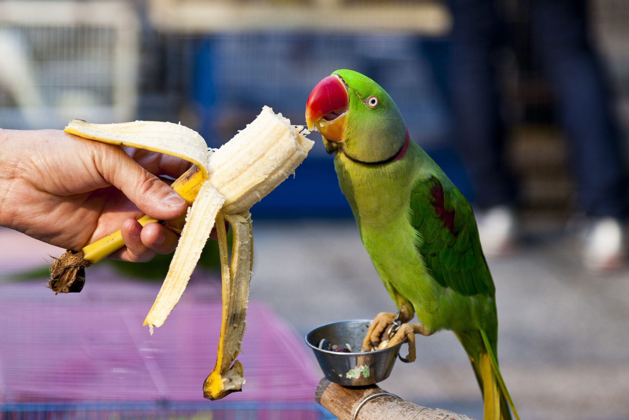 Can Parrots Eat Sweet Peppers