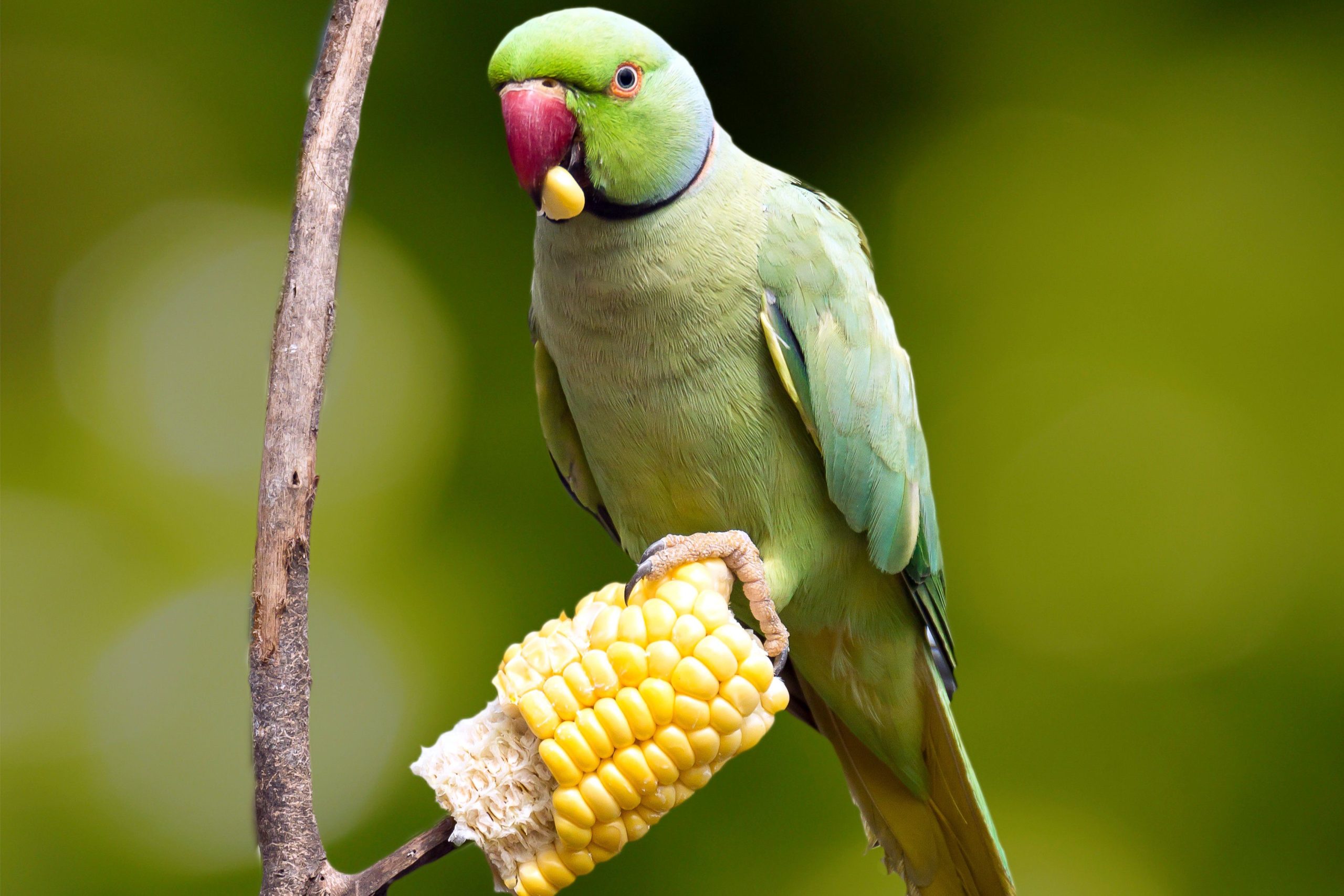 Can Parrots Eat Sweetcorn