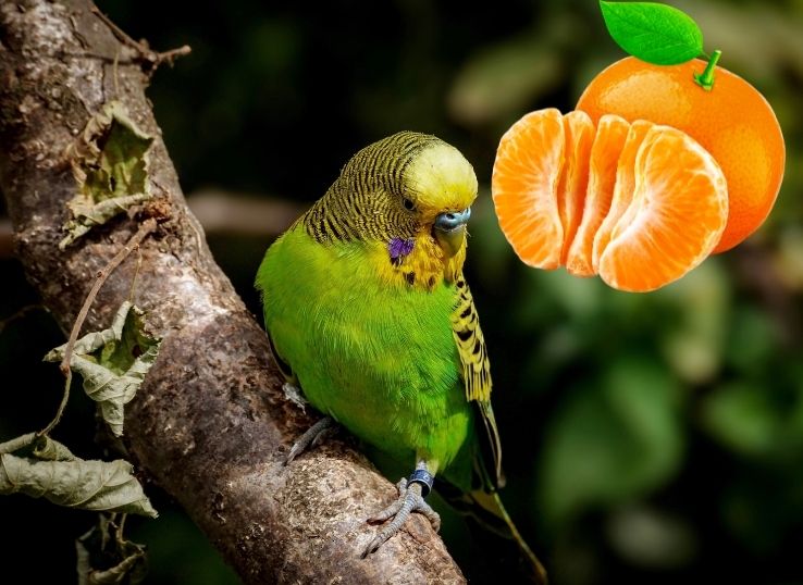 Can Parrots Eat Tangerines