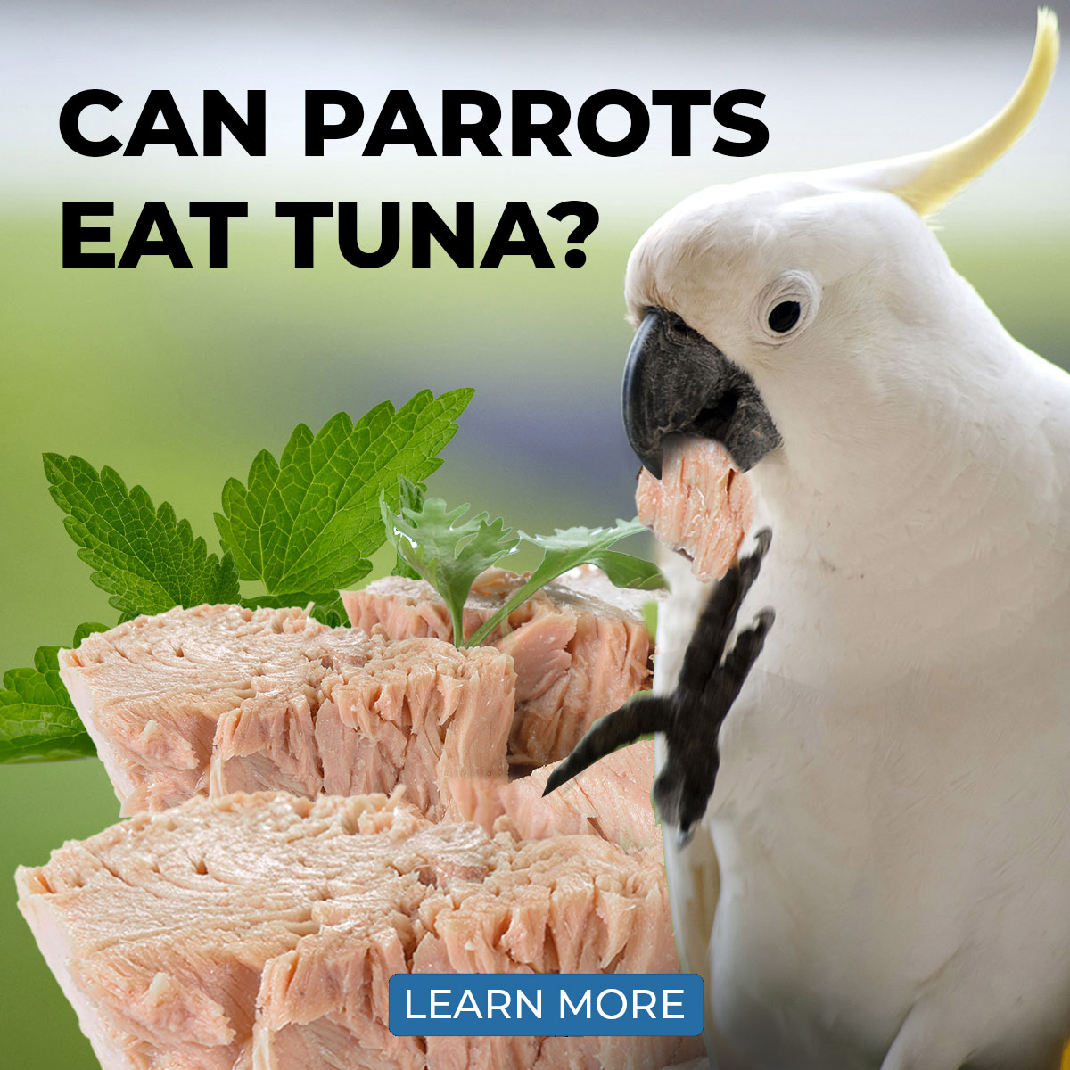 Can Parrots Eat Tuna Why Feeding Tuna To Parrots Requires Caution