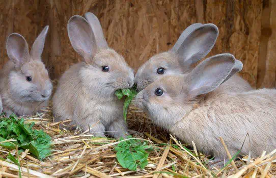 Can Rabbit Eat Asparagus