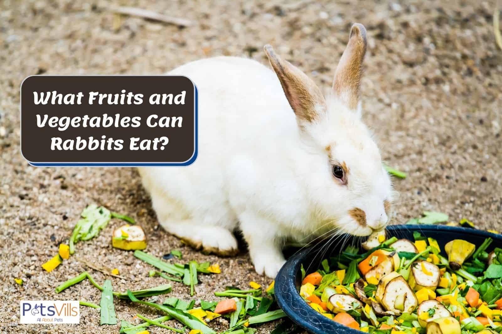 Can Rabbit Eat Beet Greens? The Ultimate Guide For Bunny Owners - Vet ...