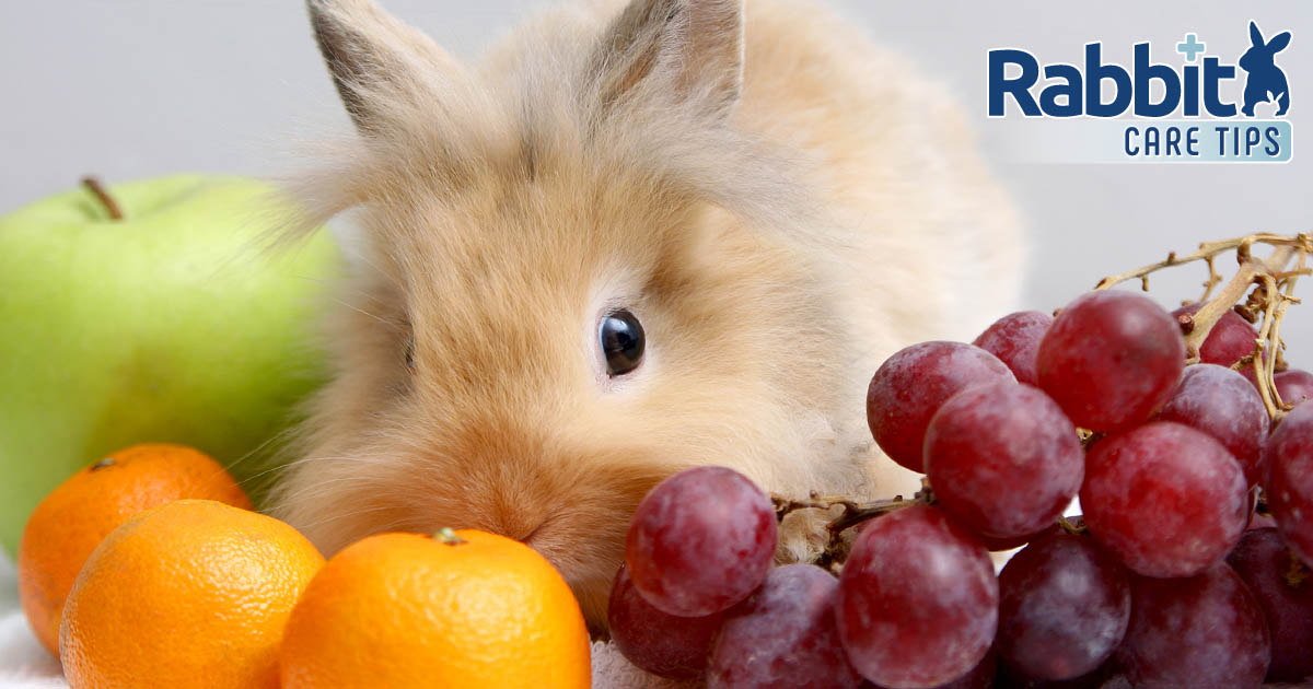 Can Rabbit Eat Grapes