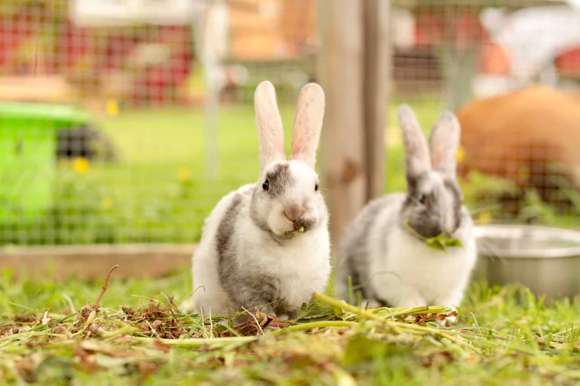 Can Rabbit Eat Grass? Discover The Surprising Benefits And Risks Vet