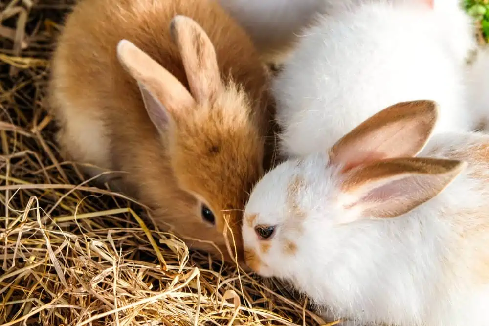 Can Rabbit Eat Kale