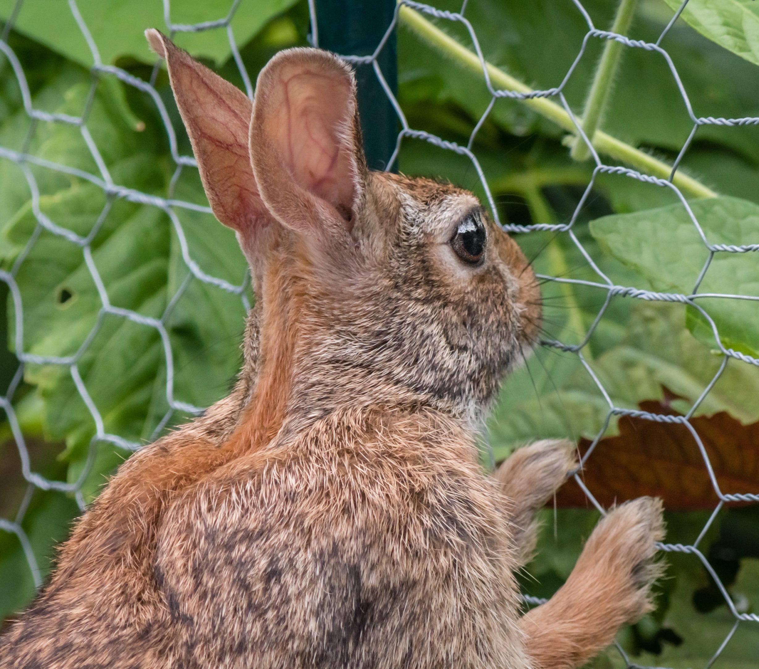 Can Rabbit Eat Maple Leaves