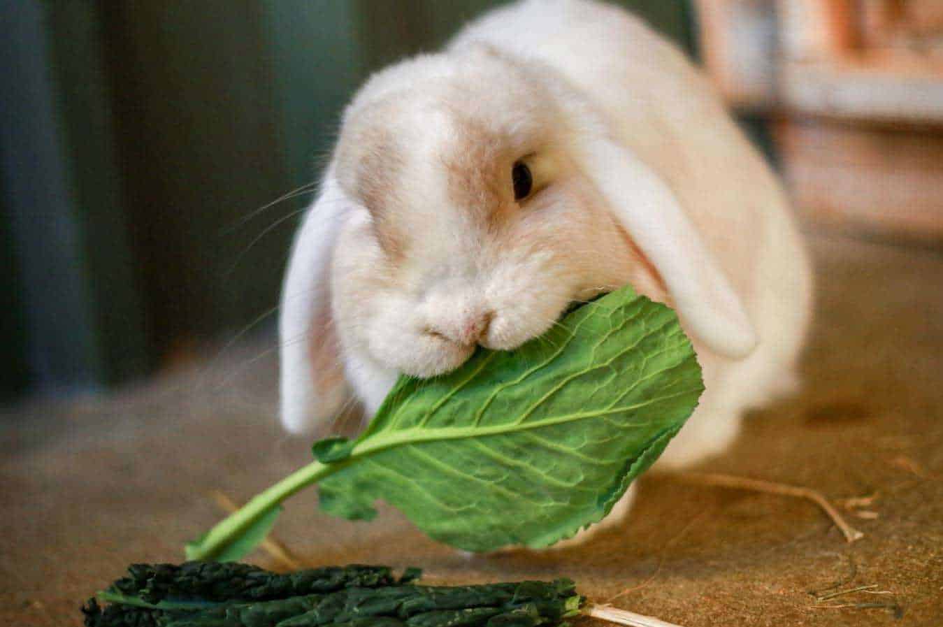 Can Rabbit Eat Mustard Greens