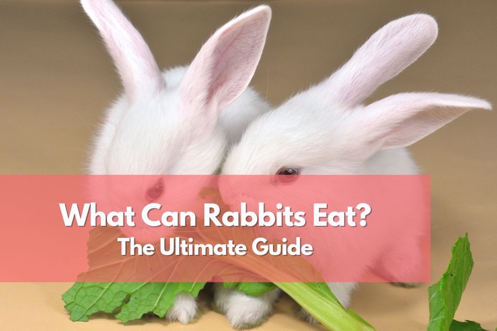 Can Rabbit Eat Oats
